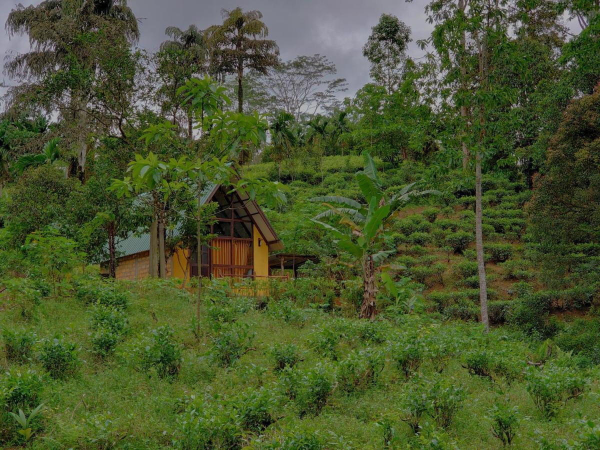 Rainforest Cabin Deniyaya Kültér fotó