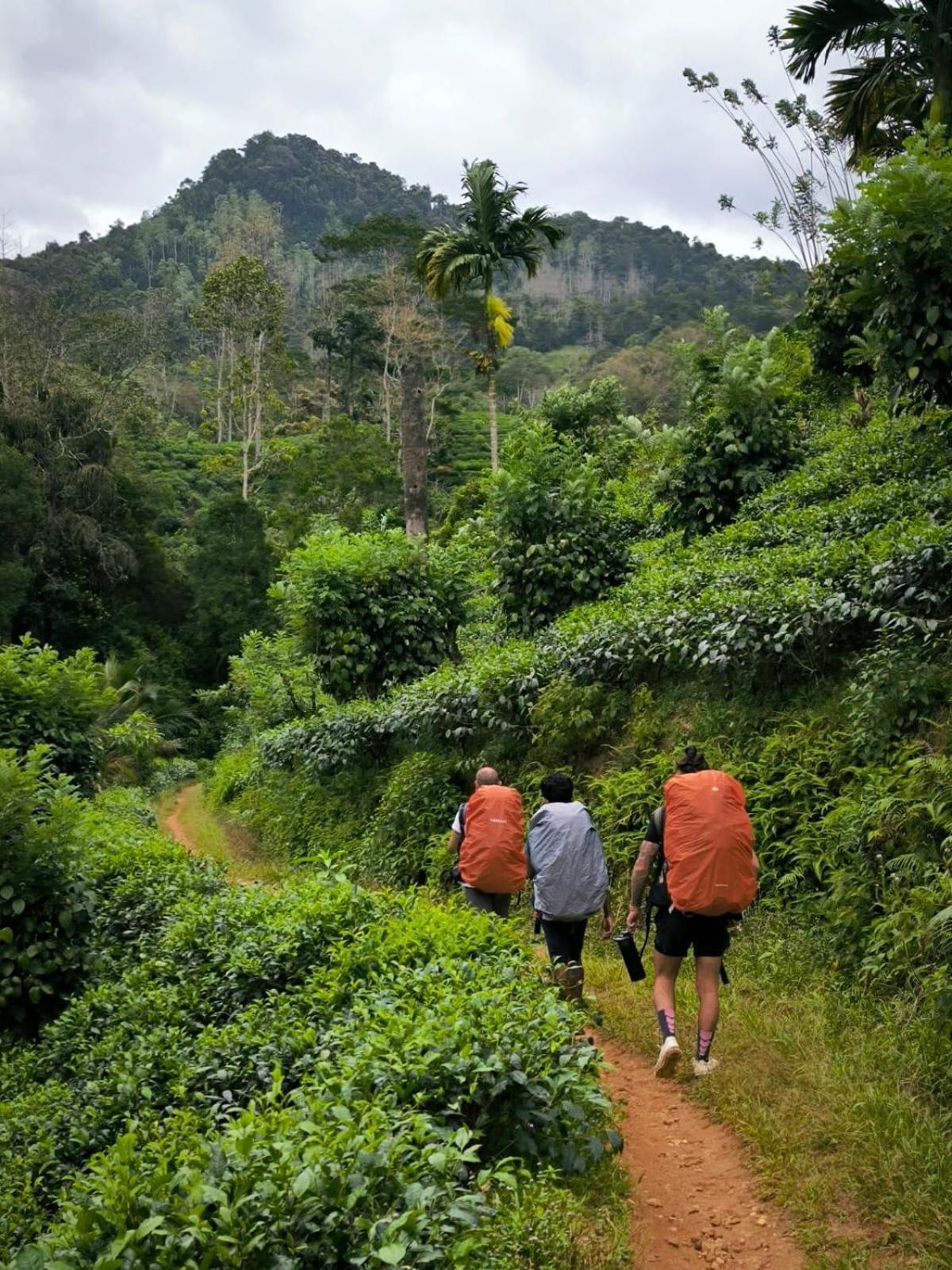 Rainforest Cabin Deniyaya Kültér fotó