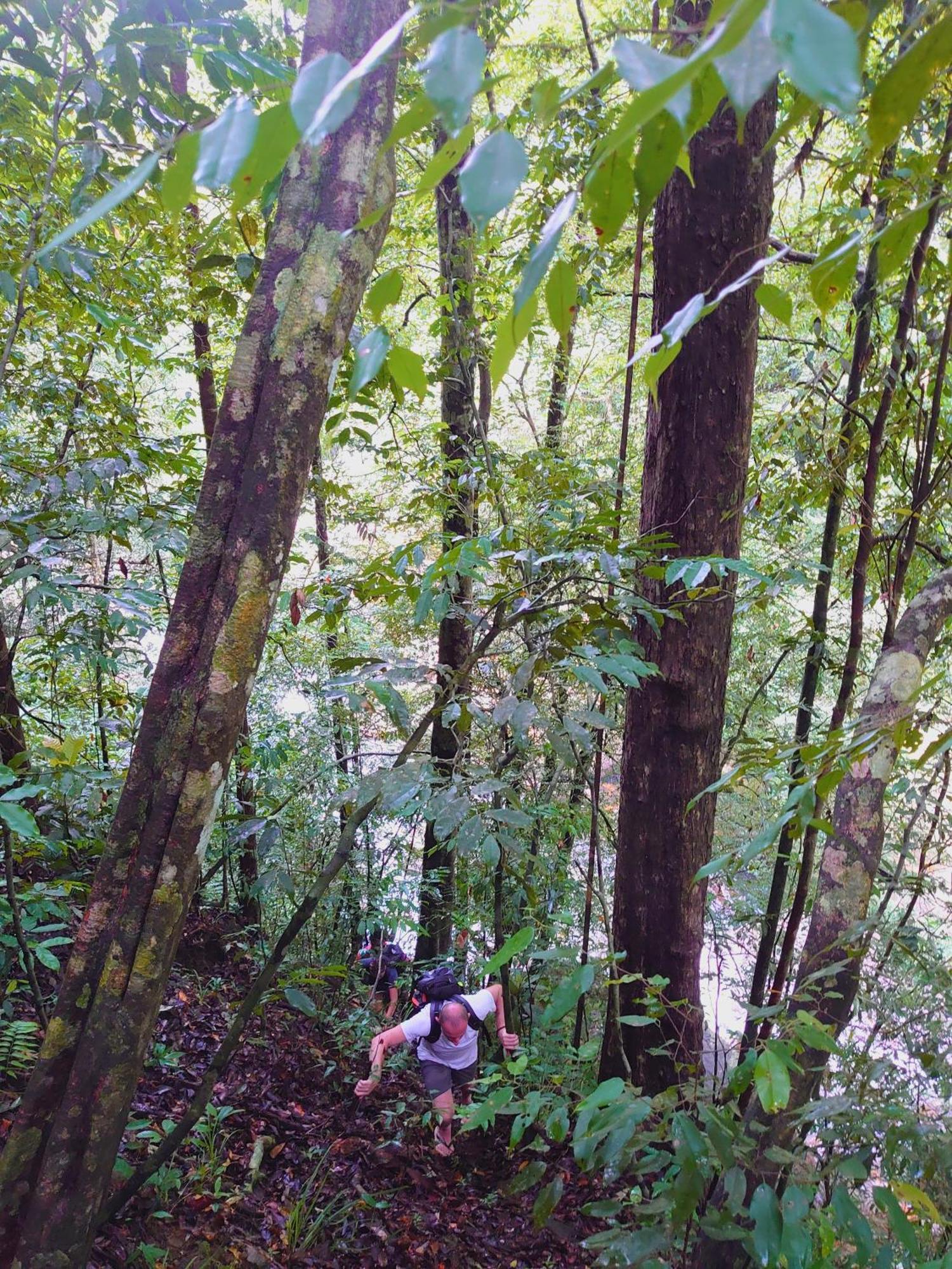 Rainforest Cabin Deniyaya Kültér fotó