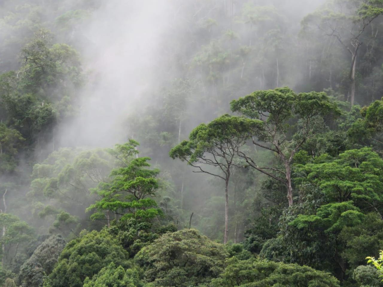 Rainforest Cabin Deniyaya Kültér fotó