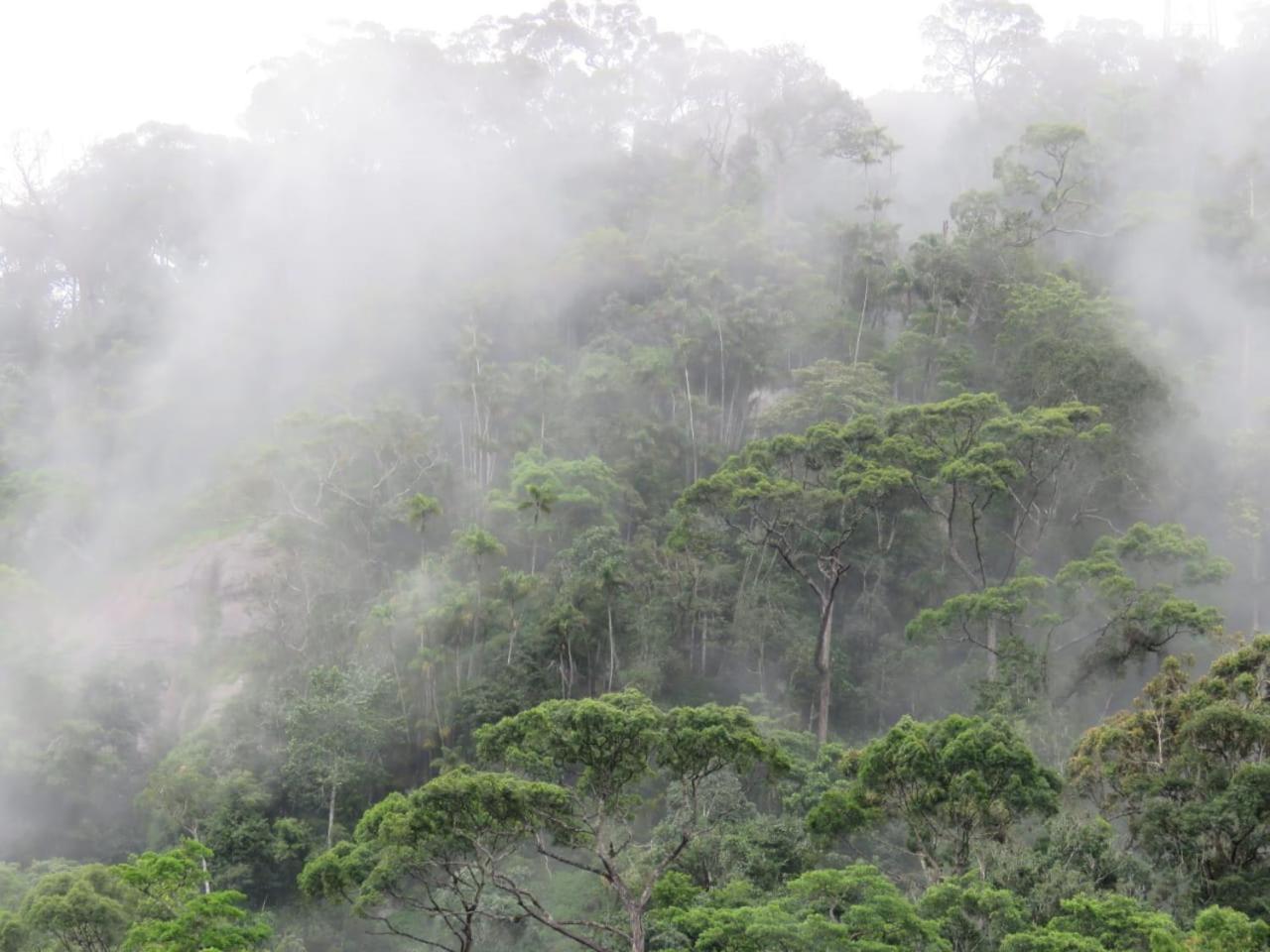 Rainforest Cabin Deniyaya Kültér fotó